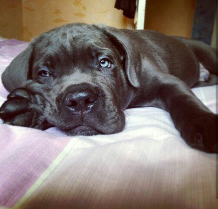 From Lenchik to Leonid... - My, Dog, Cane Corso, Increased, Animals, Photo, Many letters, Longpost