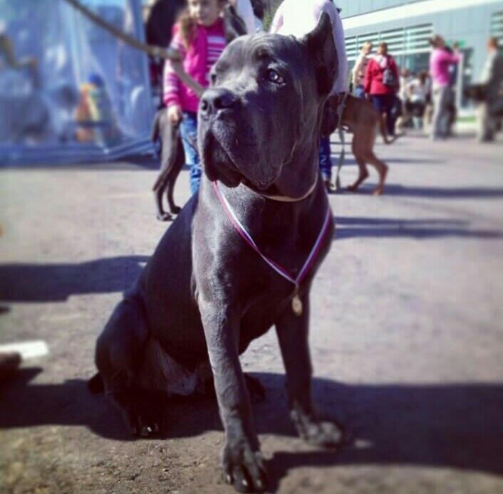 From Lenchik to Leonid... - My, Dog, Cane Corso, Increased, Animals, Photo, Many letters, Longpost