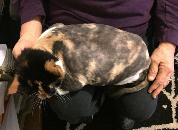 The cat was saved from excess hair - cat, Wool, Longpost