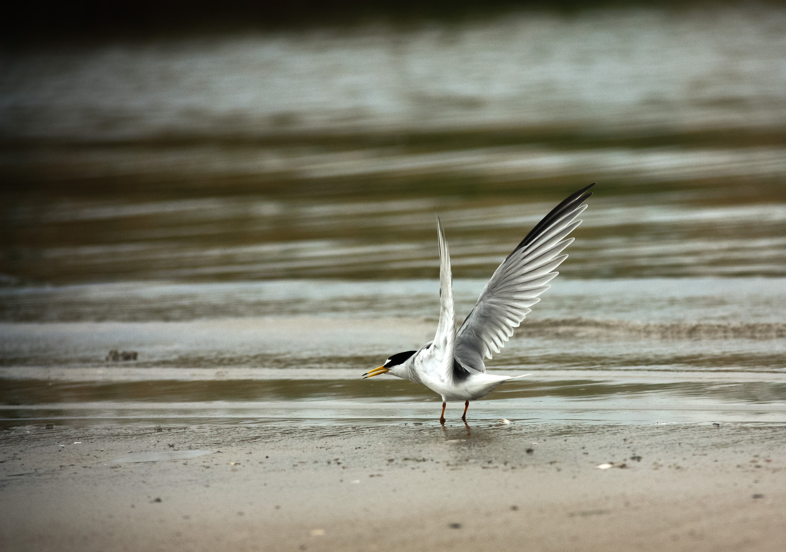 Birds of the Rostov region #1 - My, My, Nature, Birds, Photographer, Ornithology, Longpost