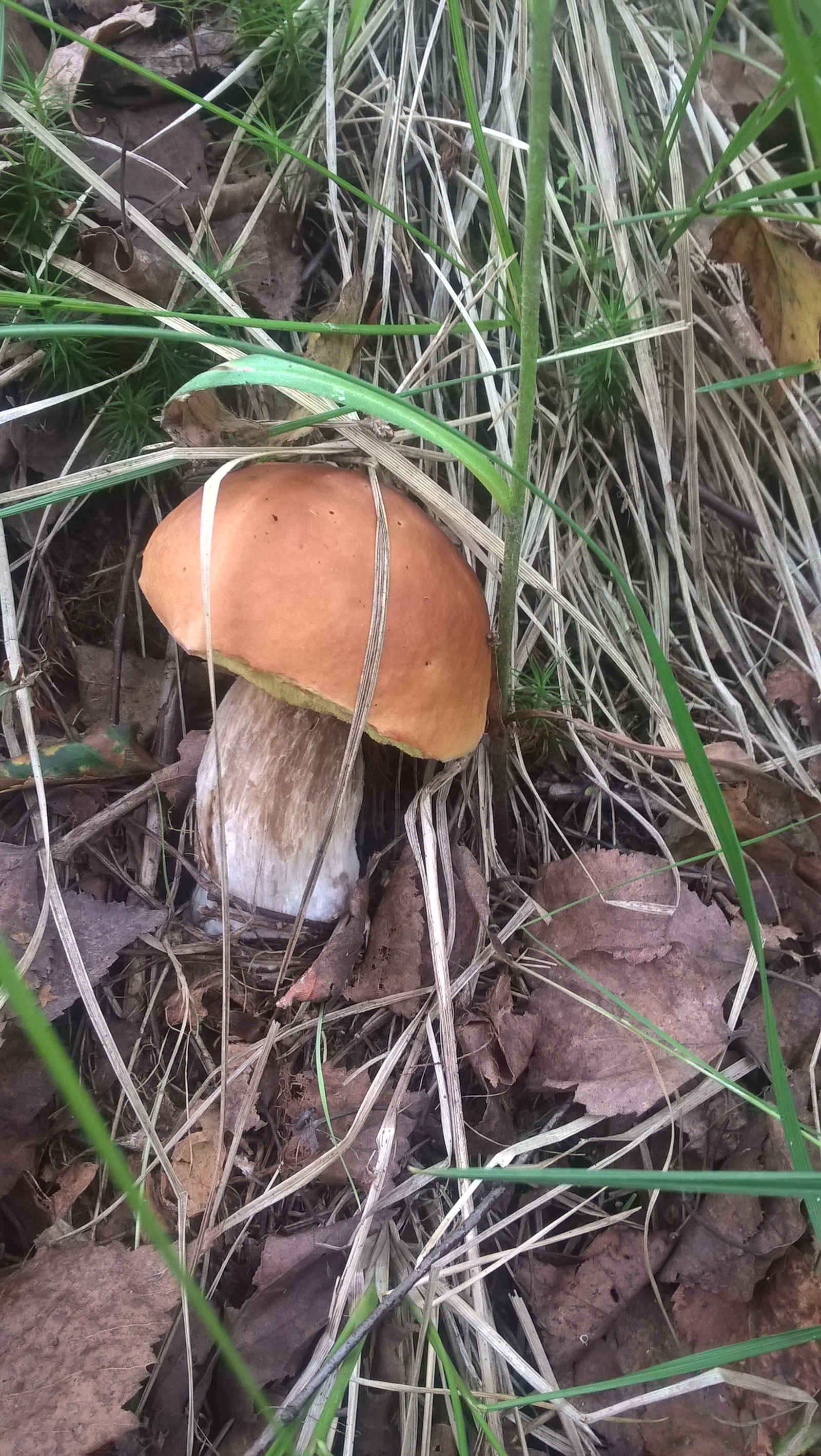 Just mushrooms this year) I like to collect more than I eat) - My, Nature, Mushrooms, Food, Longpost