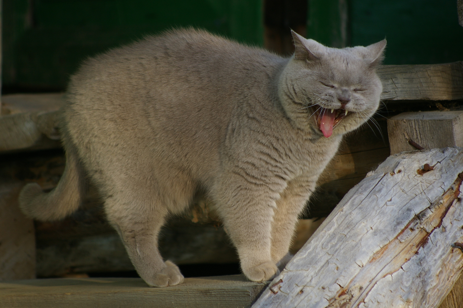 Toli yawned, Toli grinned. - My, cat, Relaxation, Village, Splinters