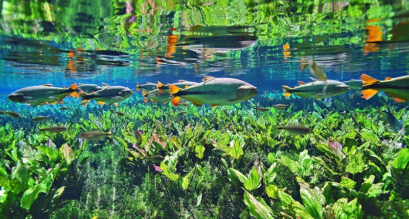 Brazilian Underwater Scenery (Part 1) - Brazil, A fish, Underwater photography, Nature, Plants, Longpost