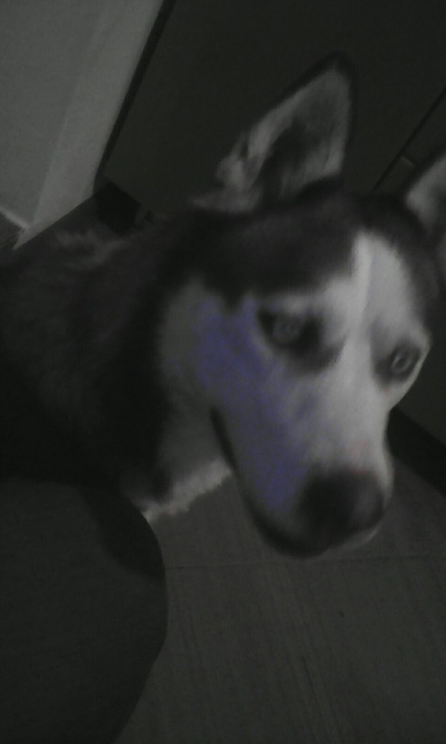 FOUND Laika or Husky (something like that) Essentuki - Essentuki, Laika, Husky, Dog, Foundling, Animals, Lost, Help