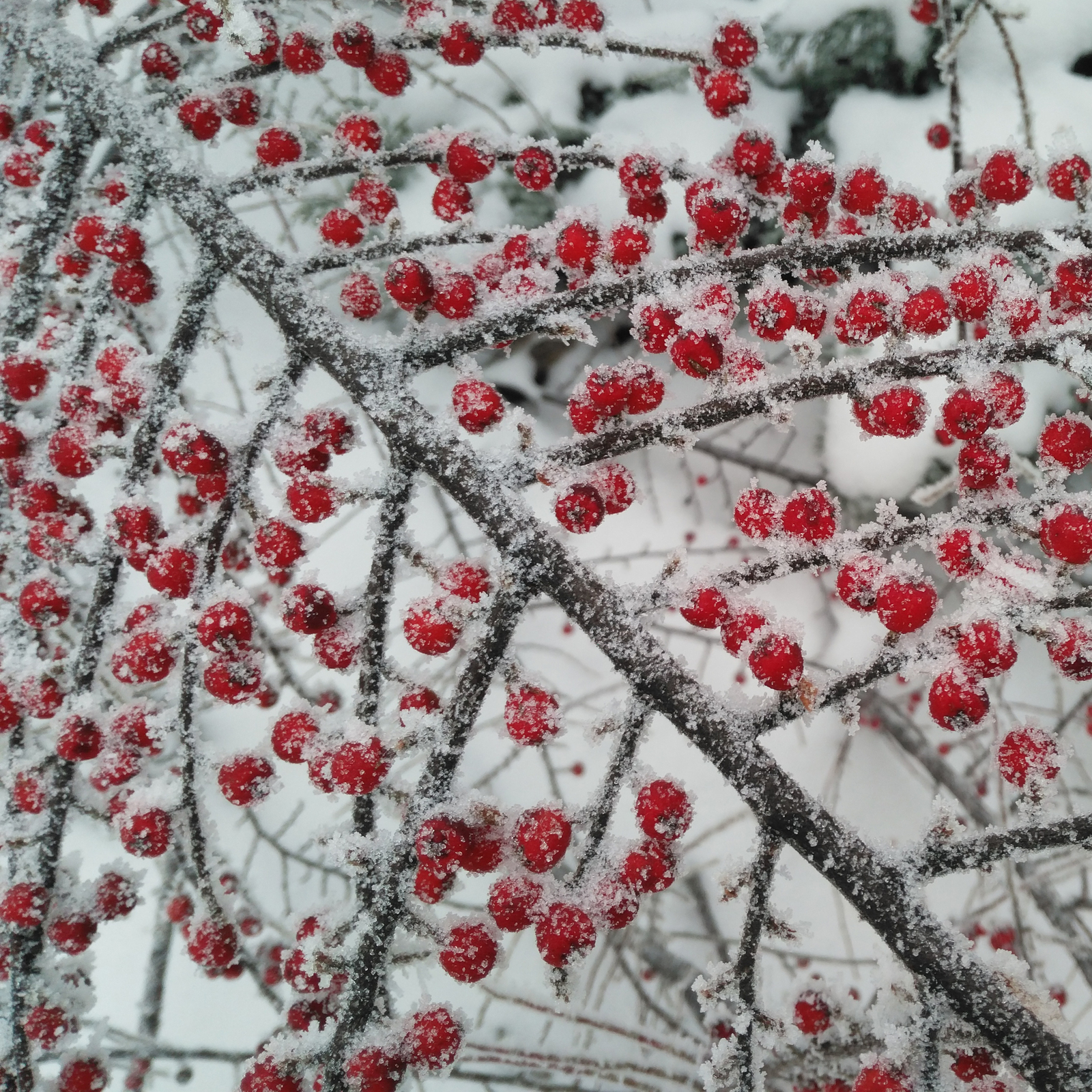 Cranberries in sugar - My, Winter, Frost, Photo, beauty, Nature, Longpost