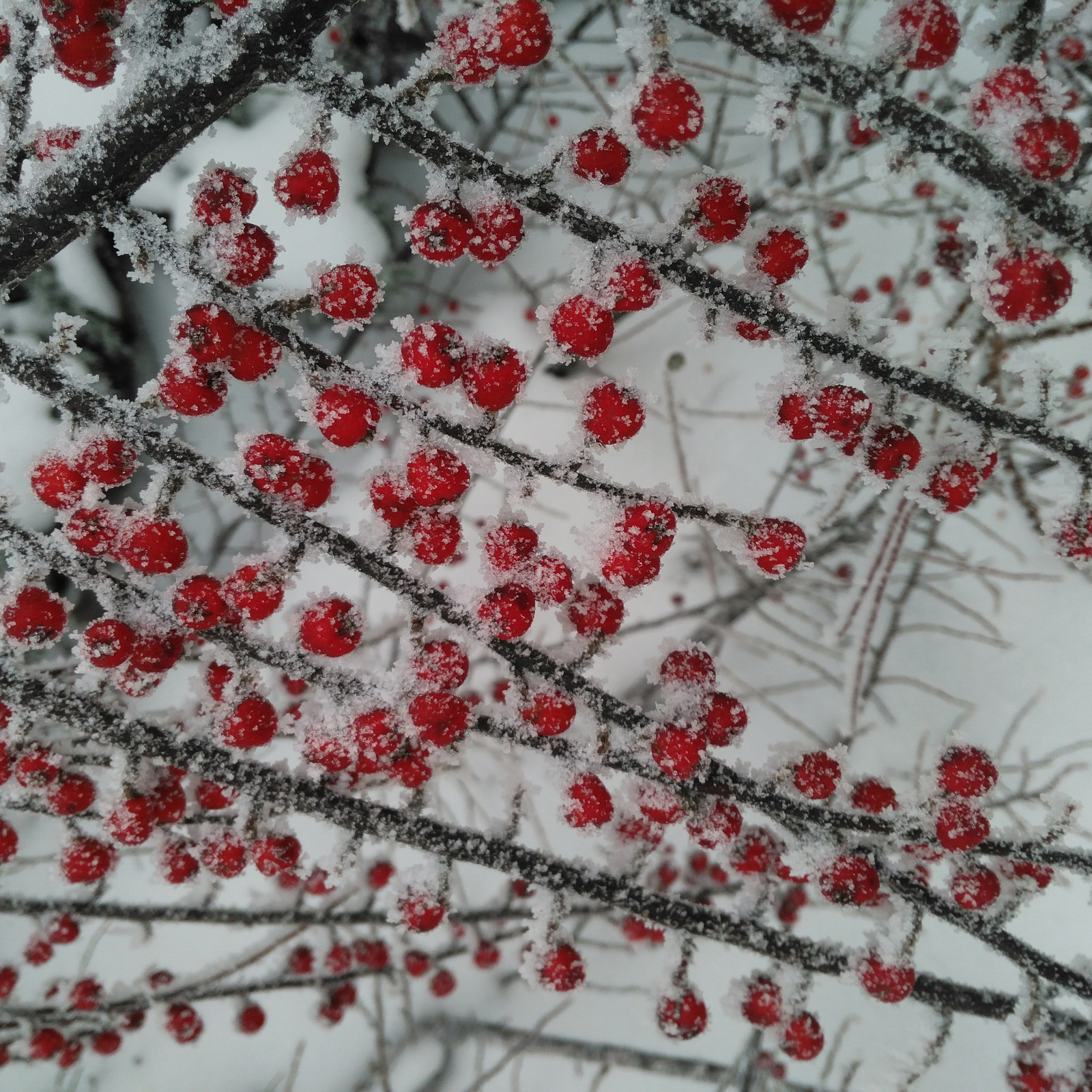 Cranberries in sugar - My, Winter, Frost, Photo, beauty, Nature, Longpost