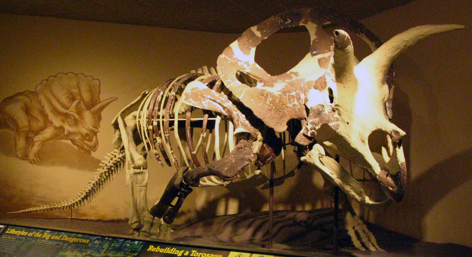 Ceratopsians are rhinos of the Mesozoic era. - My, Dinosaurs, Paleontology, , Diversity, Longpost