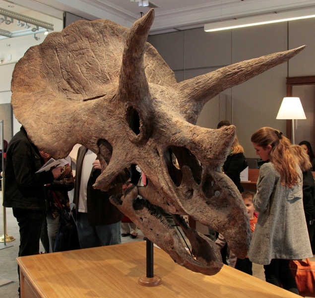 Ceratopsians are rhinos of the Mesozoic era. - My, Dinosaurs, Paleontology, , Diversity, Longpost