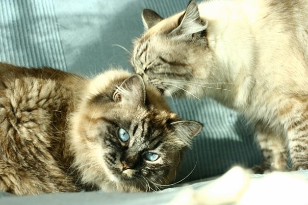 Sisters-cats - My, cat, Siberia, , Neva Masquerade
