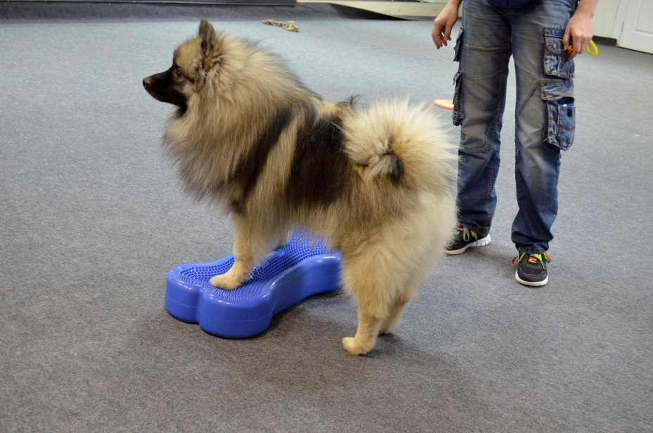 First workout in the gym - My, Frisbee, Dog Frisbee, Dog, Keeshond, , Training, Longpost