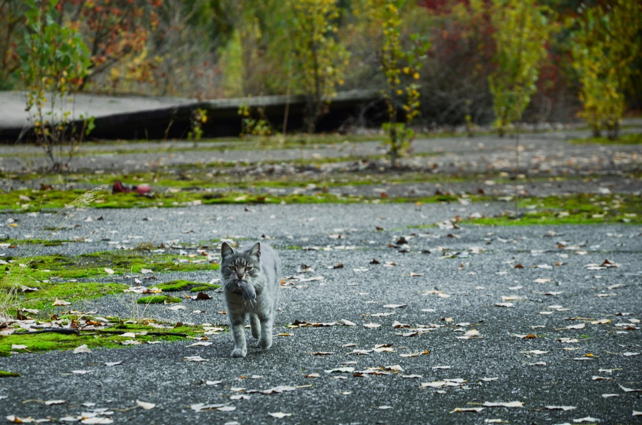 Chernobyl Exclusion Zone - Zuo, Pripyat, Exclusion Zone, Zgrls Duga - 1, Longpost