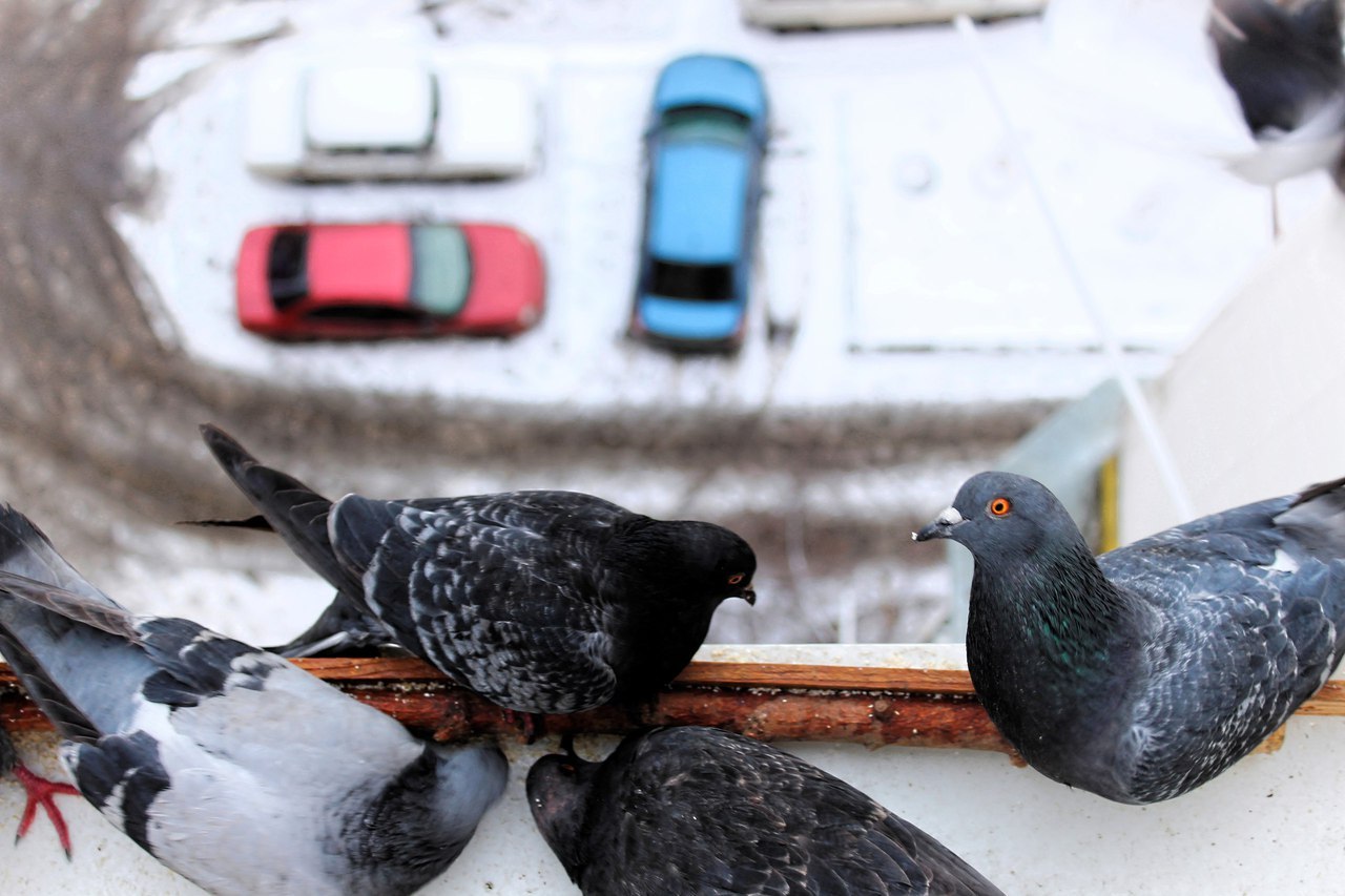 Kurlyk - My, Pigeon, My, Kurlyk, Birds, Winter, Canon, Photo