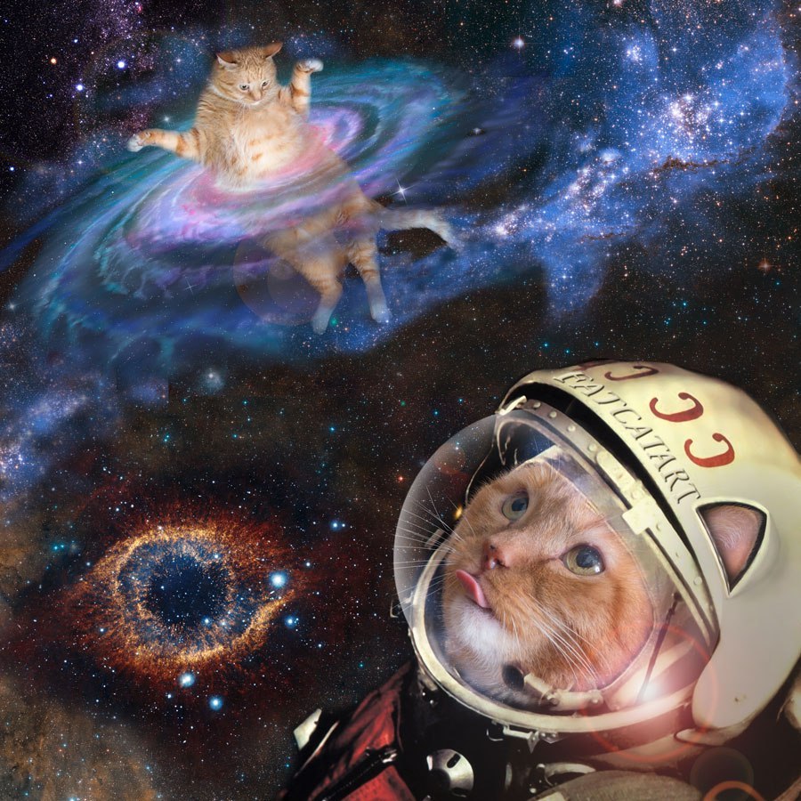 spacecats - cat, Animals, Space