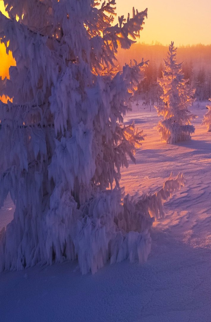 On the hills of Yakutia - Yakutia, Photo, Winter, Forest, Longpost