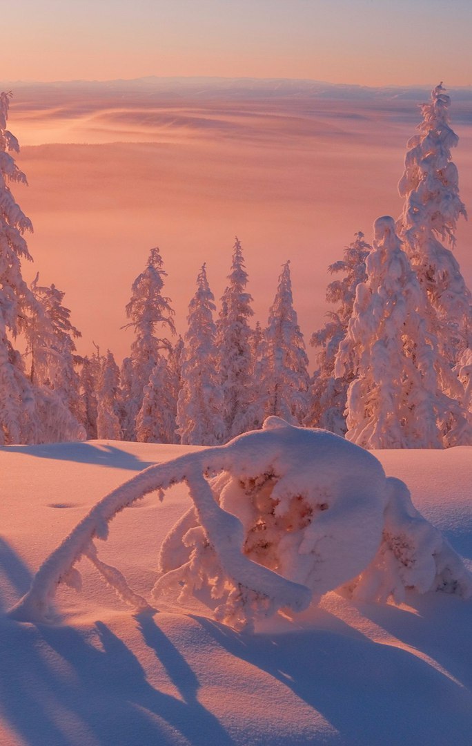 On the hills of Yakutia - Yakutia, Photo, Winter, Forest, Longpost