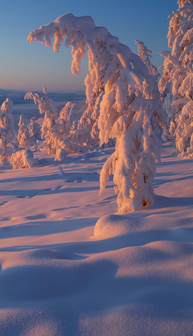 On the hills of Yakutia - Yakutia, Photo, Winter, Forest, Longpost