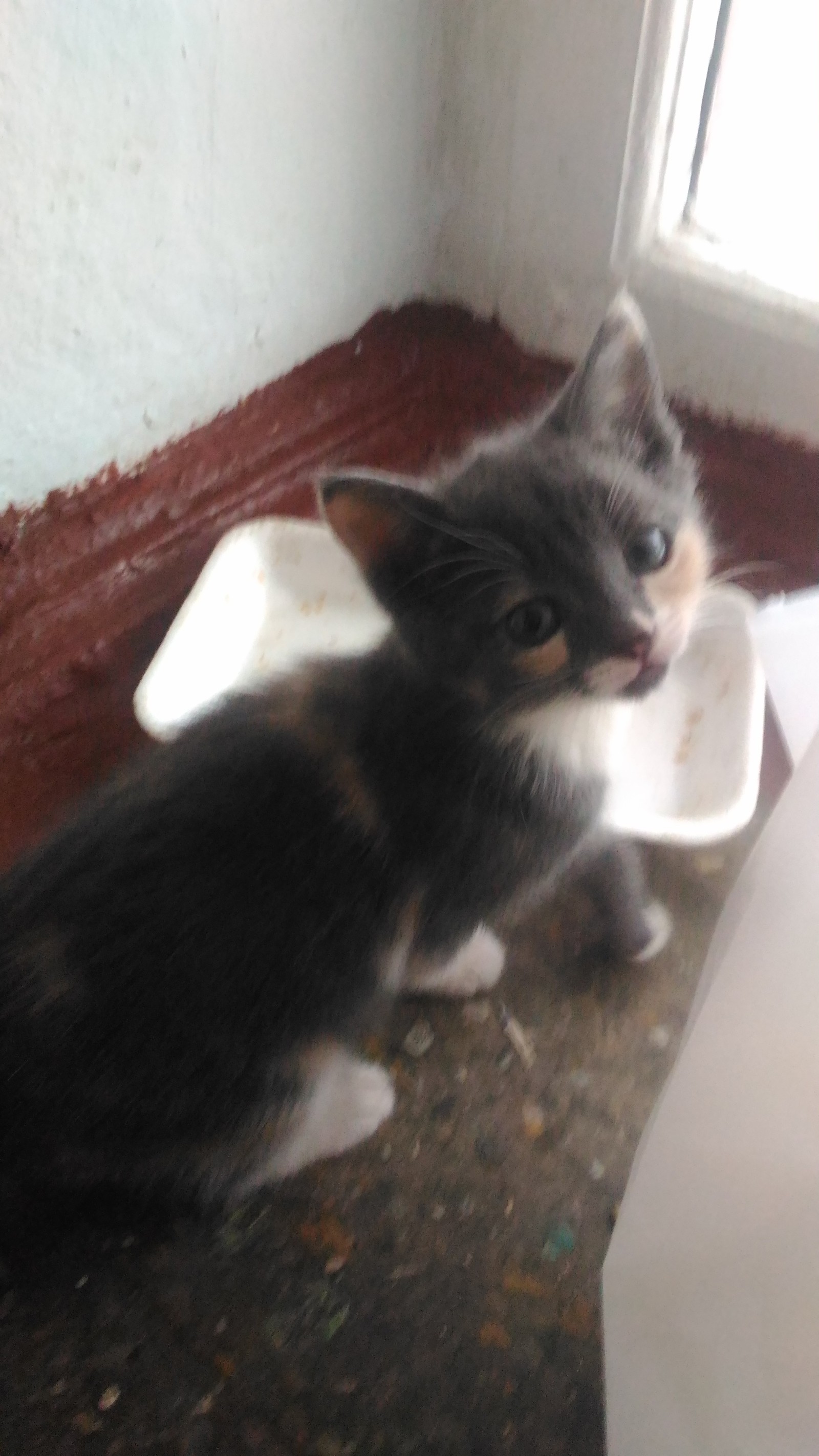 Please help to attach healthy and beautiful kittens!!! - My, cat, , Help, , Looking for hosts, Longpost, In good hands