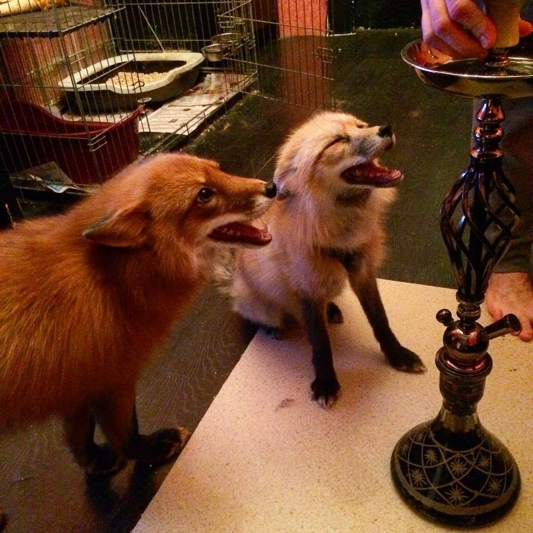 Adisey and Thor waiting for a hookah) - My, Fox, , Odysseus, Fox