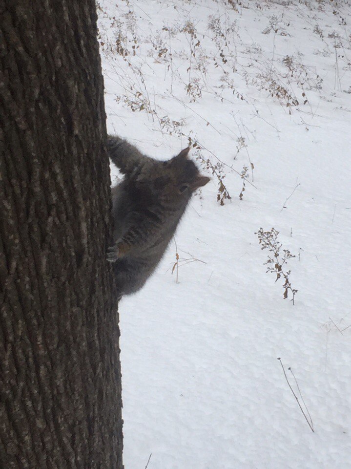 Sights of Montreal. - Canada, Montreal, Longpost, Photo, Travels, Christmas, Squirrel, North America, Video