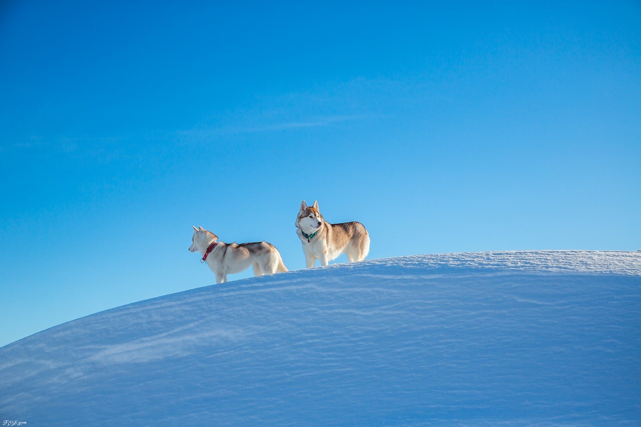 Frost and sun - Photo, Husky, Dog, Snow, Winter, Longpost