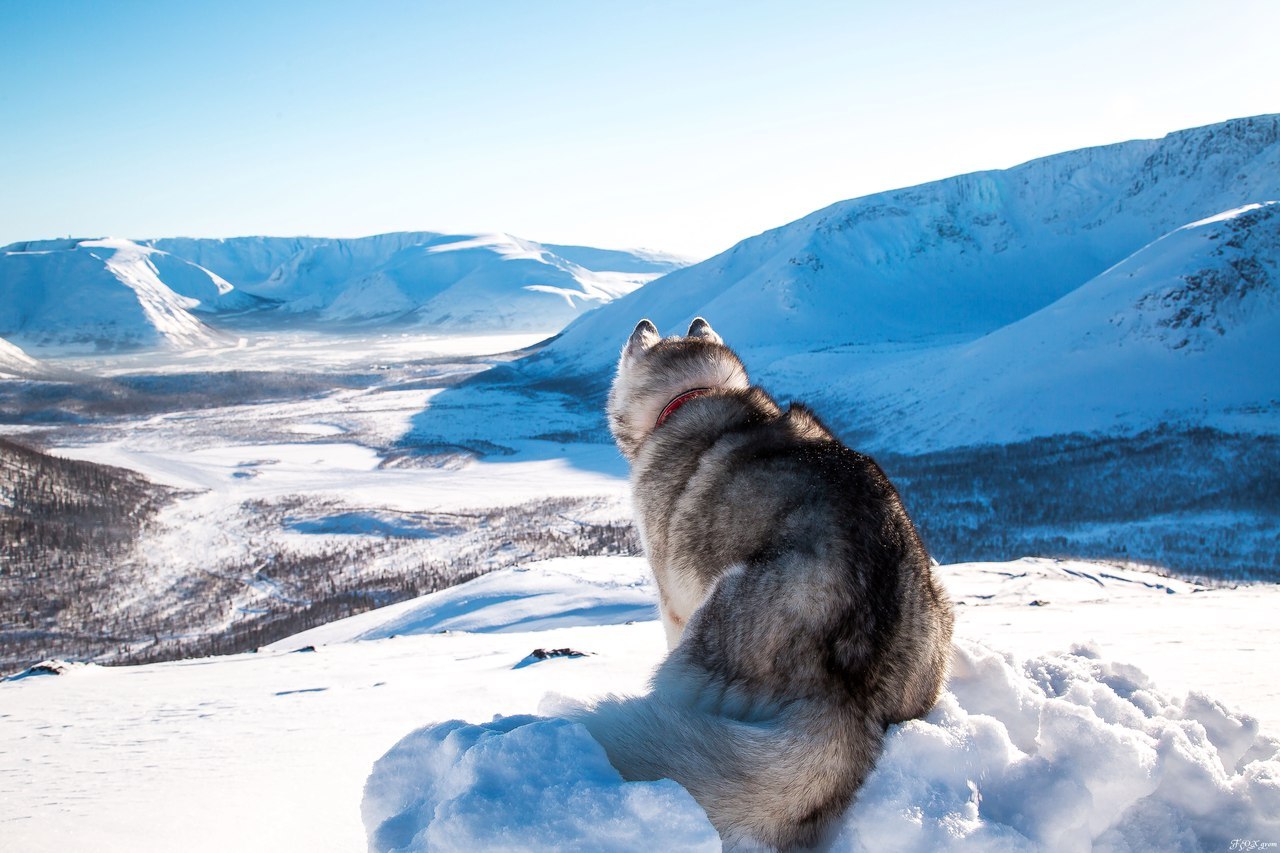 Frost and sun - Photo, Husky, Dog, Snow, Winter, Longpost