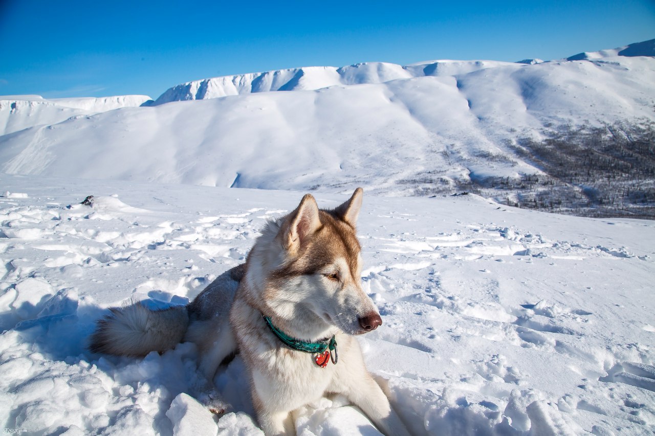 Frost and sun - Photo, Husky, Dog, Snow, Winter, Longpost