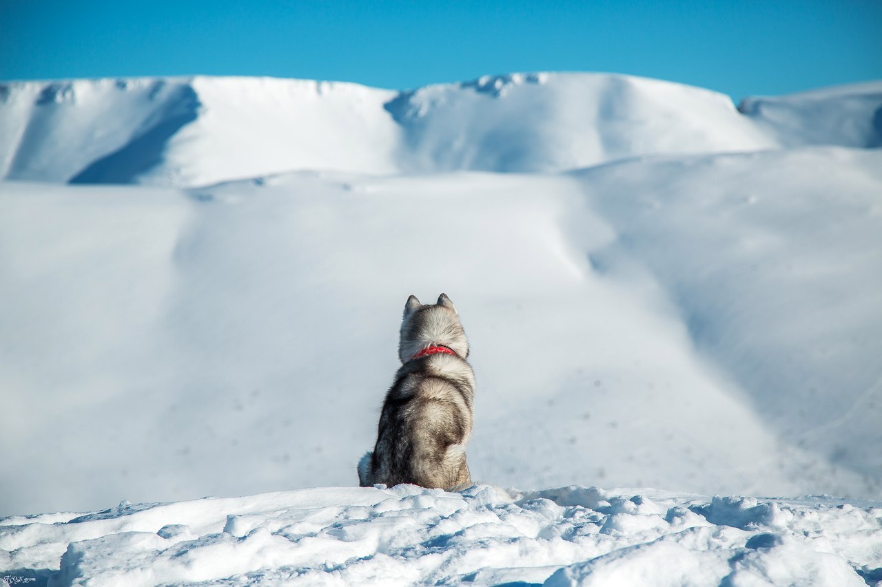 Frost and sun - Photo, Husky, Dog, Snow, Winter, Longpost