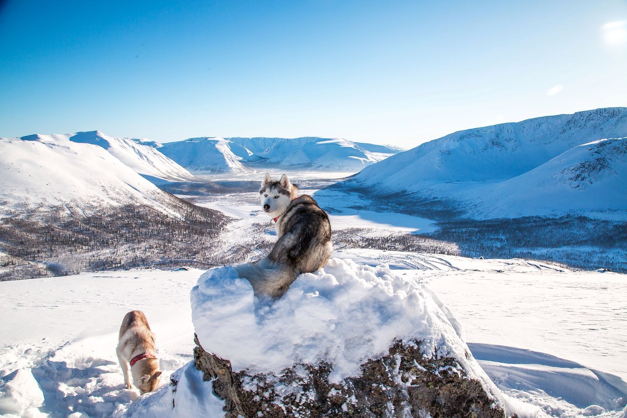 Frost and sun - Photo, Husky, Dog, Snow, Winter, Longpost