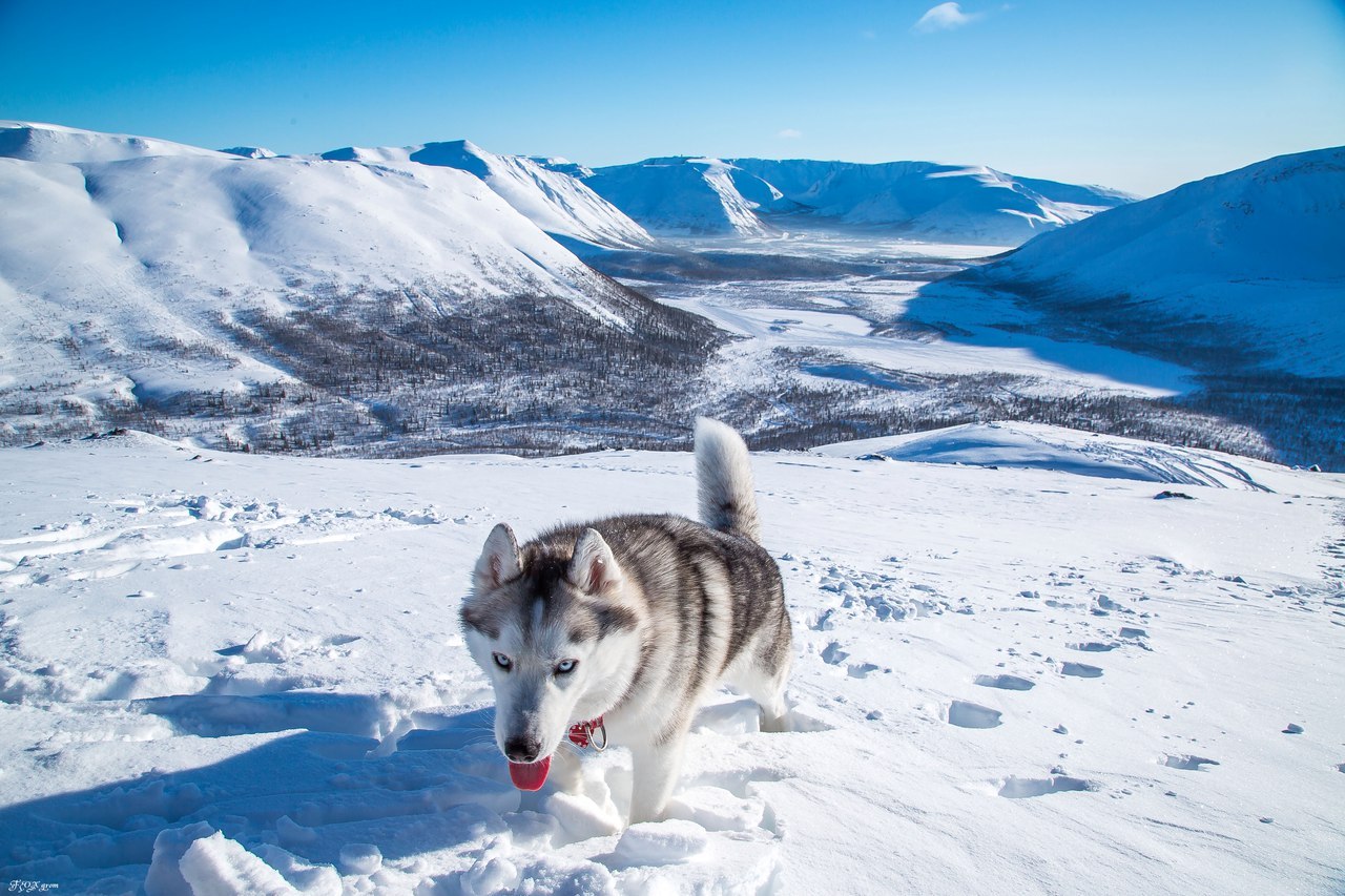 Frost and sun - Photo, Husky, Dog, Snow, Winter, Longpost