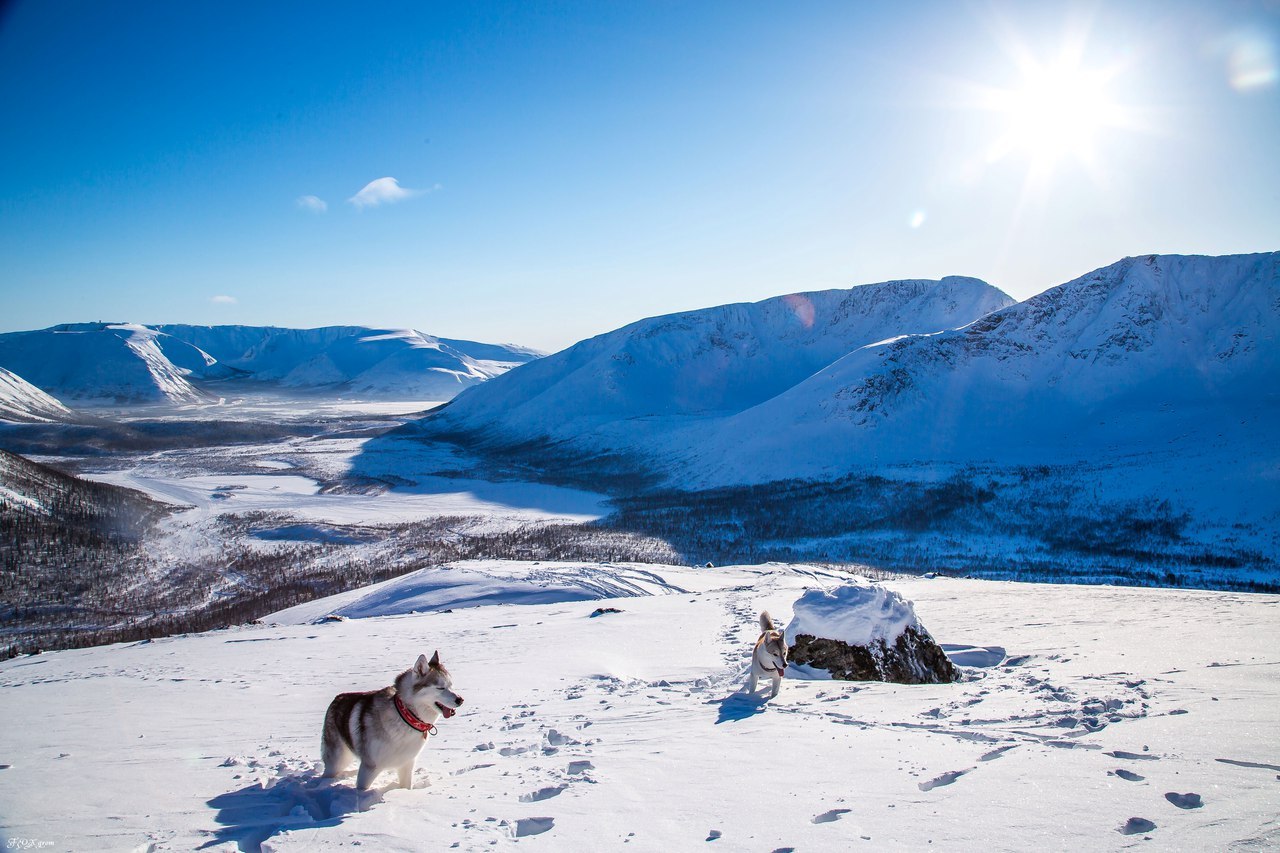 Frost and sun - Photo, Husky, Dog, Snow, Winter, Longpost