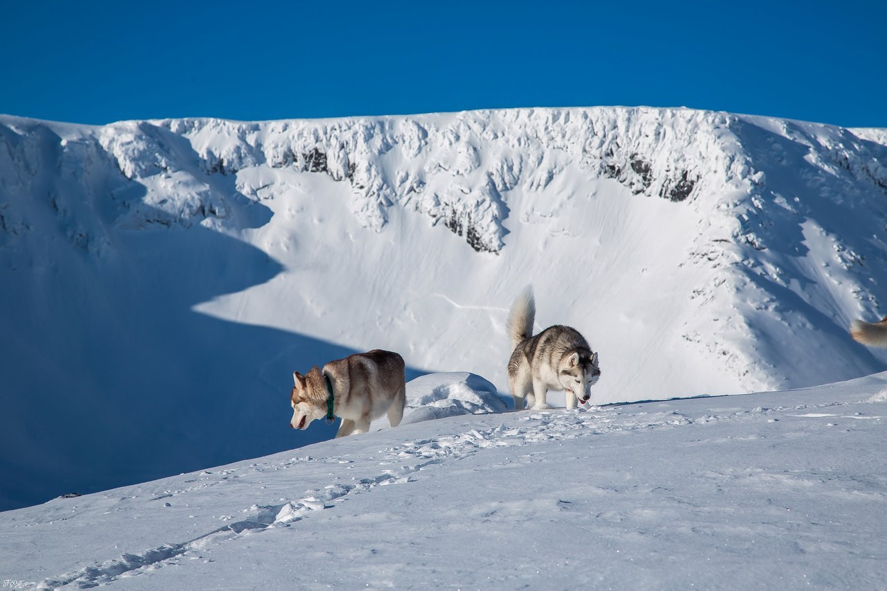 Frost and sun - Photo, Husky, Dog, Snow, Winter, Longpost