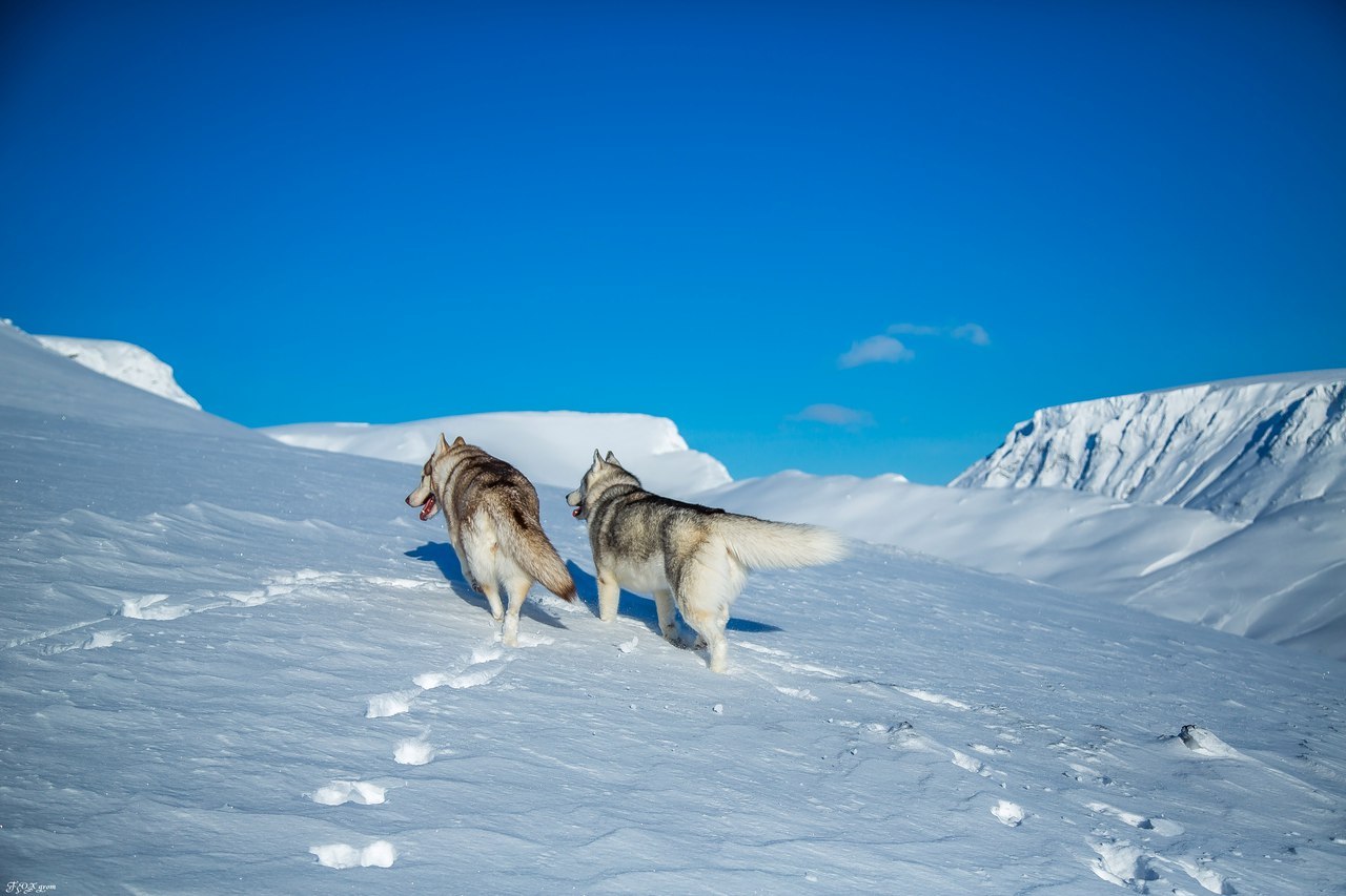 Frost and sun - Photo, Husky, Dog, Snow, Winter, Longpost