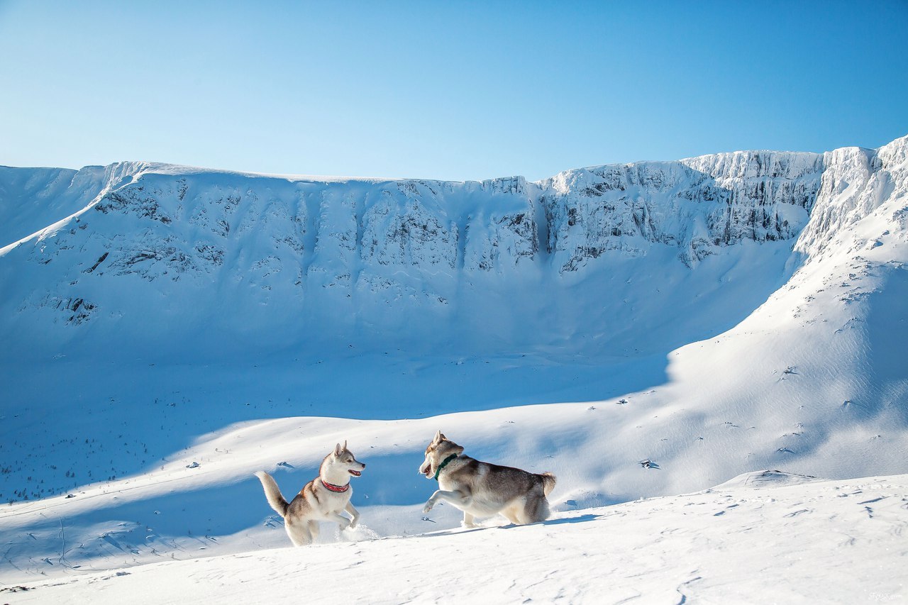 Frost and sun - Photo, Husky, Dog, Snow, Winter, Longpost