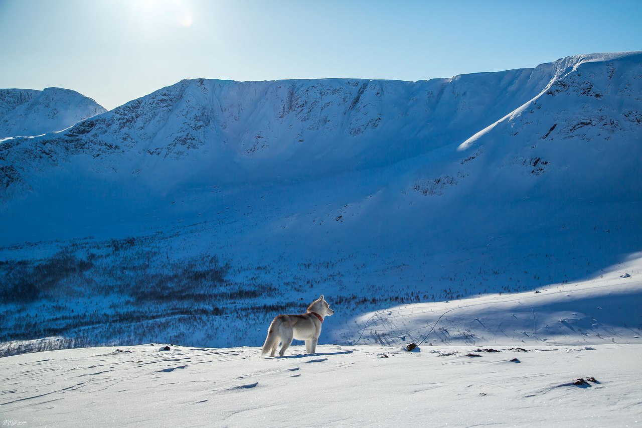 Frost and sun - Photo, Husky, Dog, Snow, Winter, Longpost