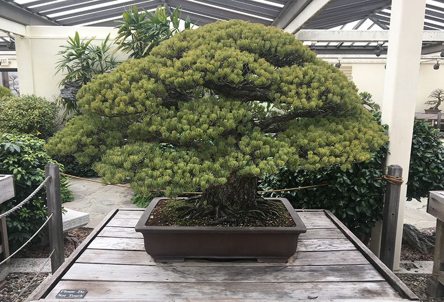 391-Year-Old Bonsai Planted in 1625 Survives Hiroshima Attack and Continues to Grow - Bonsai, Hiroshima, Japan