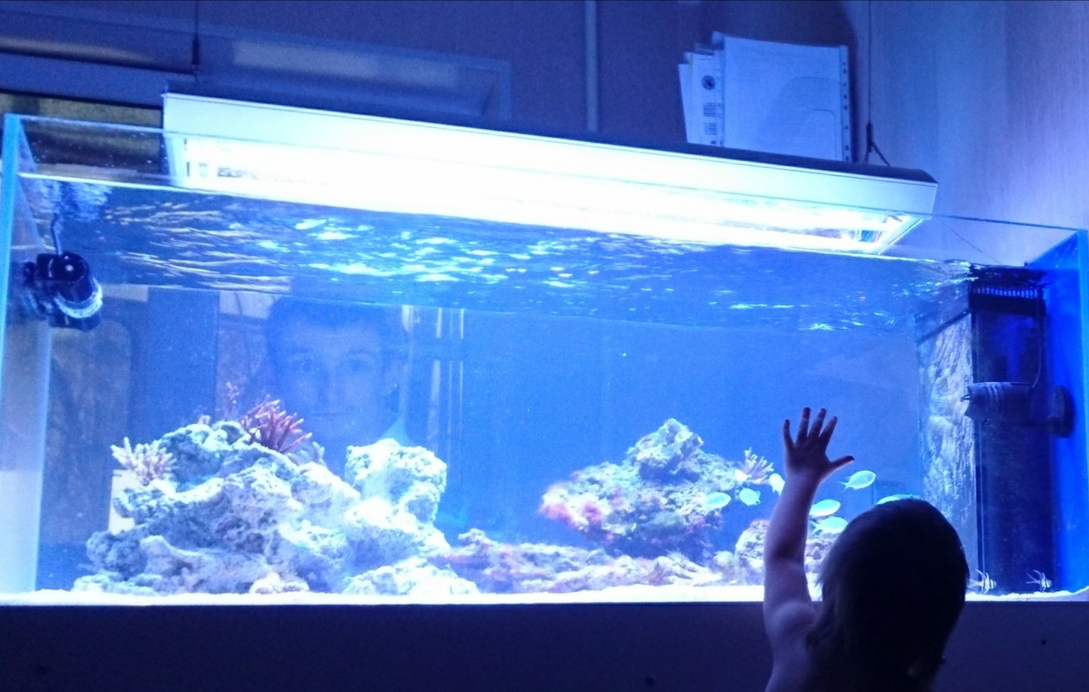 Unexpected photo - My, Aquarium, Family, Husband, Hide and seek, Longpost