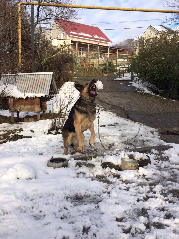 Decided to play snowballs with the dog. - My, Dog, Snowballs, , Winter, Longpost