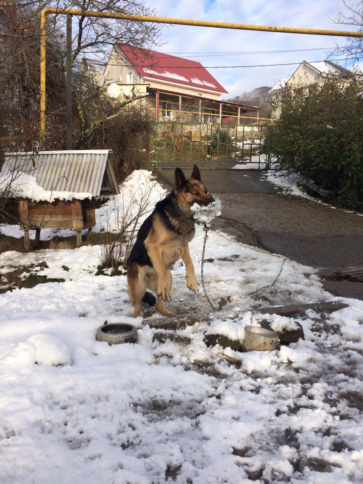 Decided to play snowballs with the dog. - My, Dog, Snowballs, , Winter, Longpost