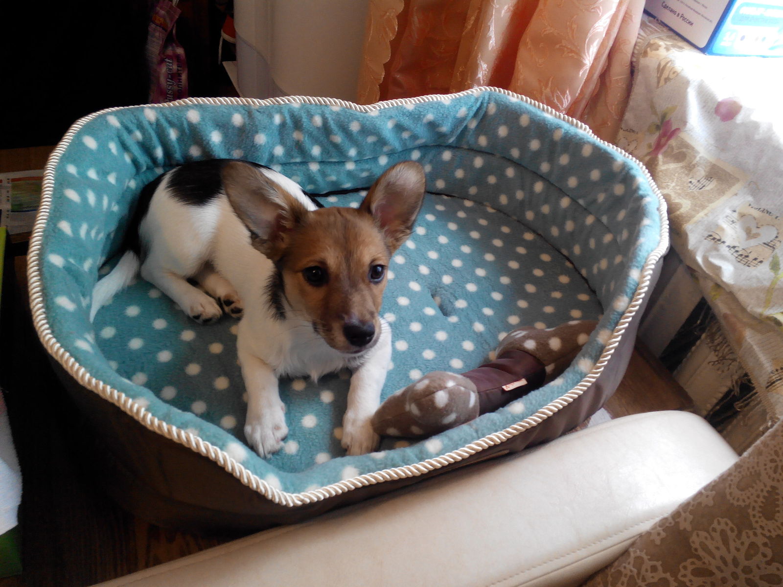 Want to see what happens if you cross a jackrassell with a dachshund? And her grandmother is a chihuahua. But I am very glad that this little monster lives with us) - My, Jack Russell Terrier, Dog, Puppies, Mestizo, Longpost