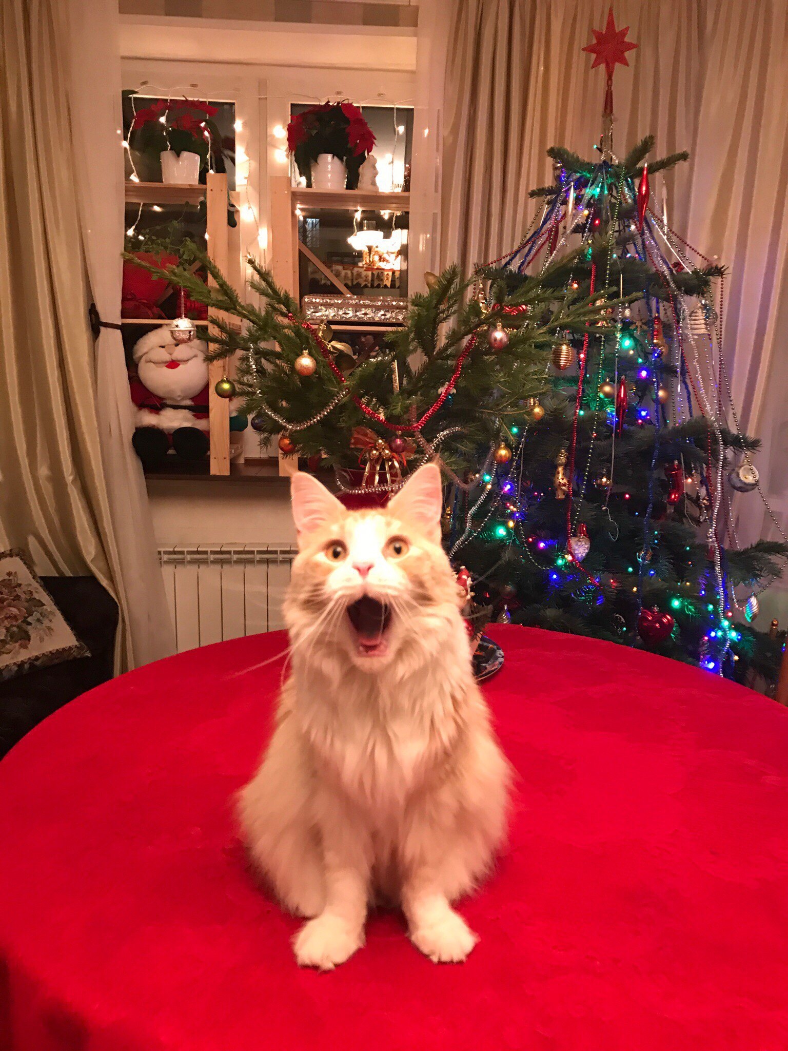 Maine Coon and New Year mood :) - My, cat, Holidays, Maine Coon, New Year