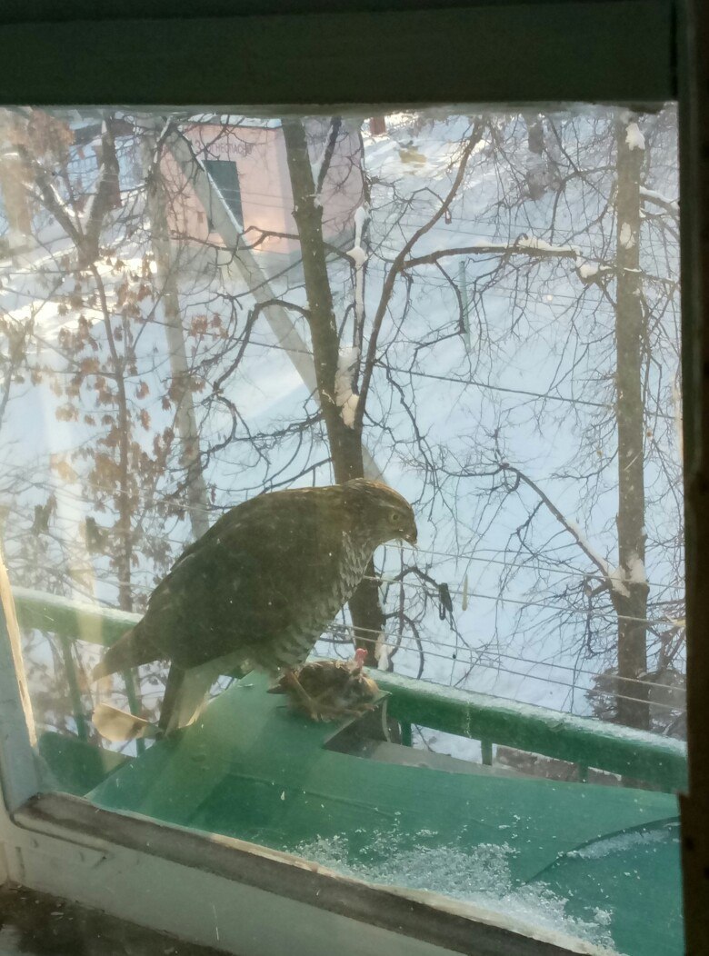 I looked out the window in the morning... - My, Hawk, Sparrow, Food, Sadness, Longpost