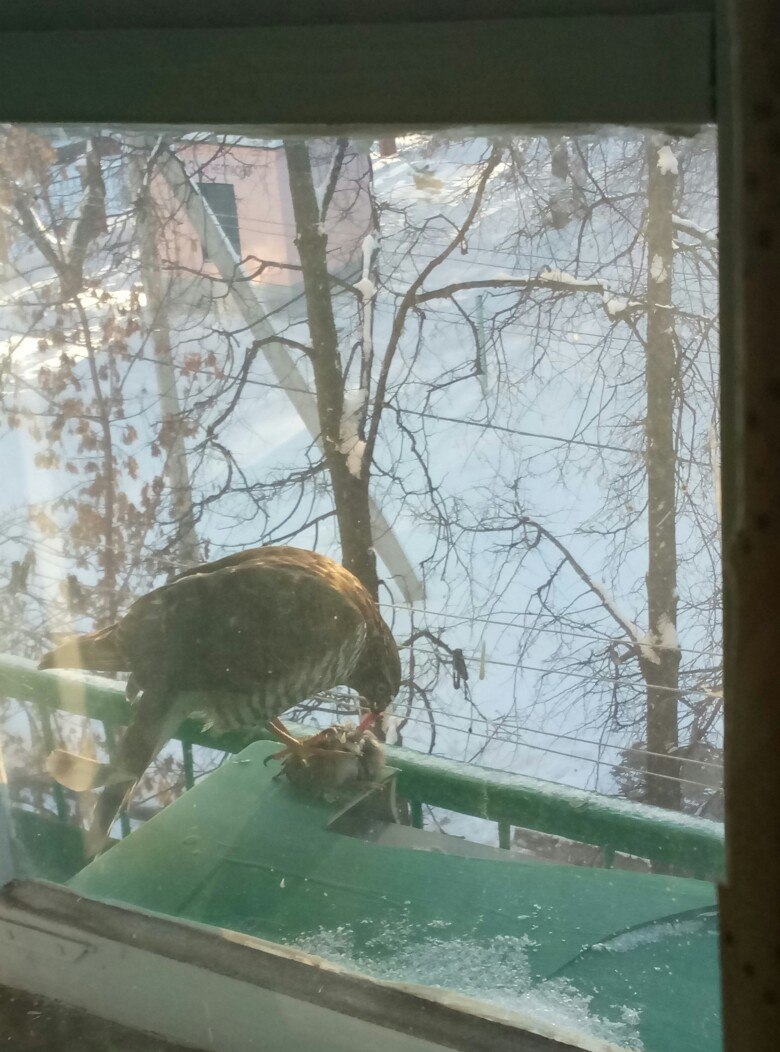 I looked out the window in the morning... - My, Hawk, Sparrow, Food, Sadness, Longpost