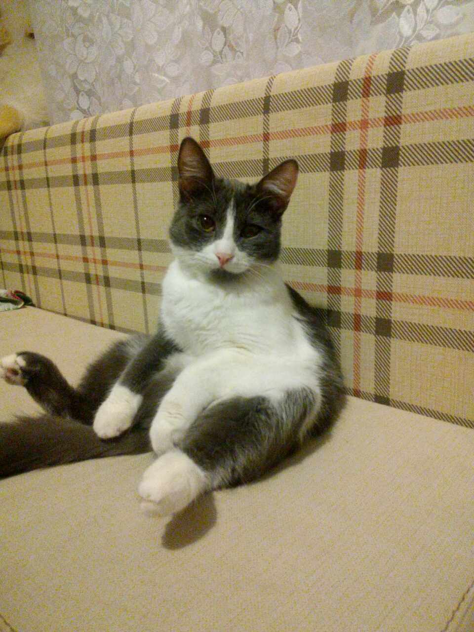 Just a sitting cat. - My, Oddities, cat