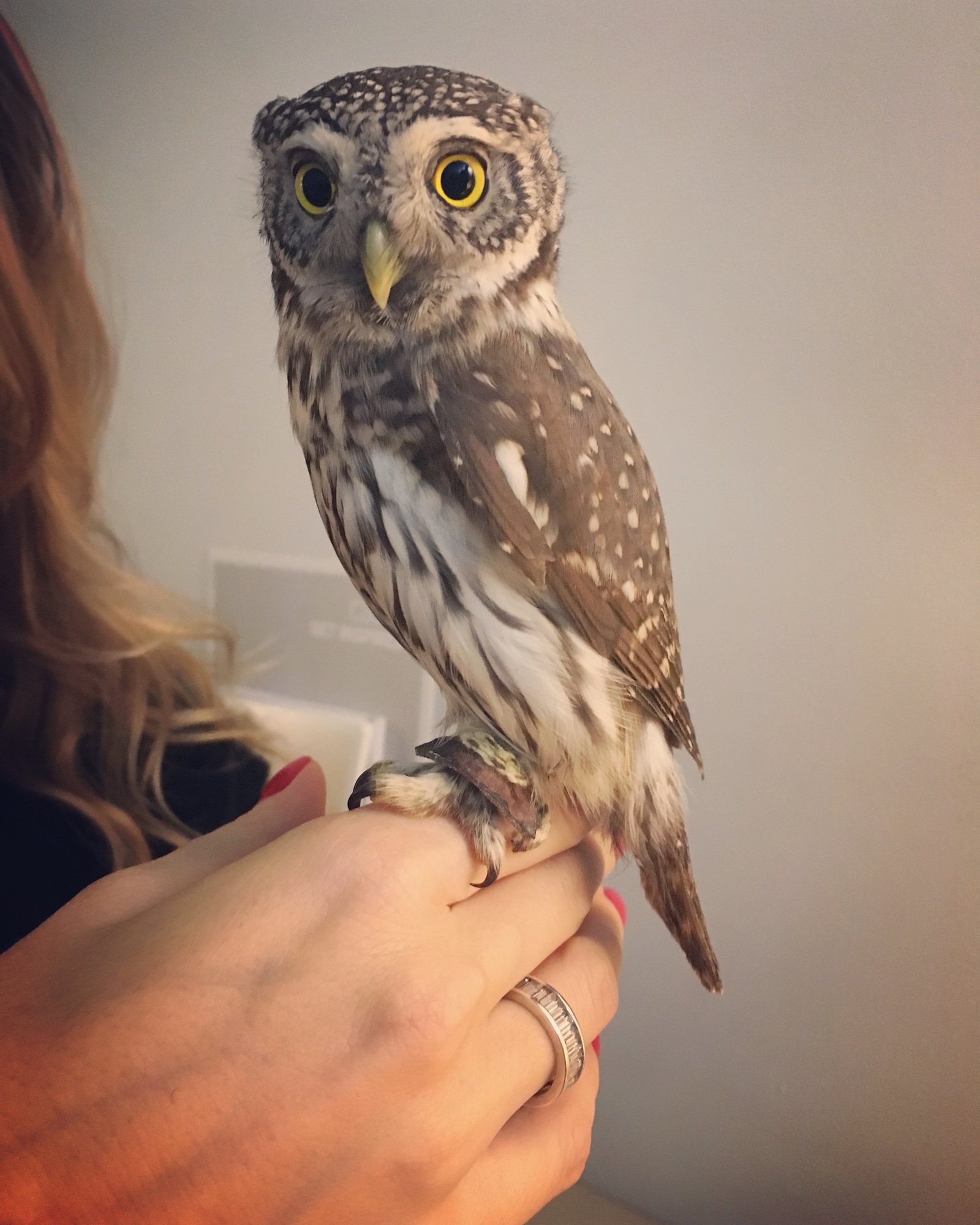 Sonya - My, Sparrow owl, Owl