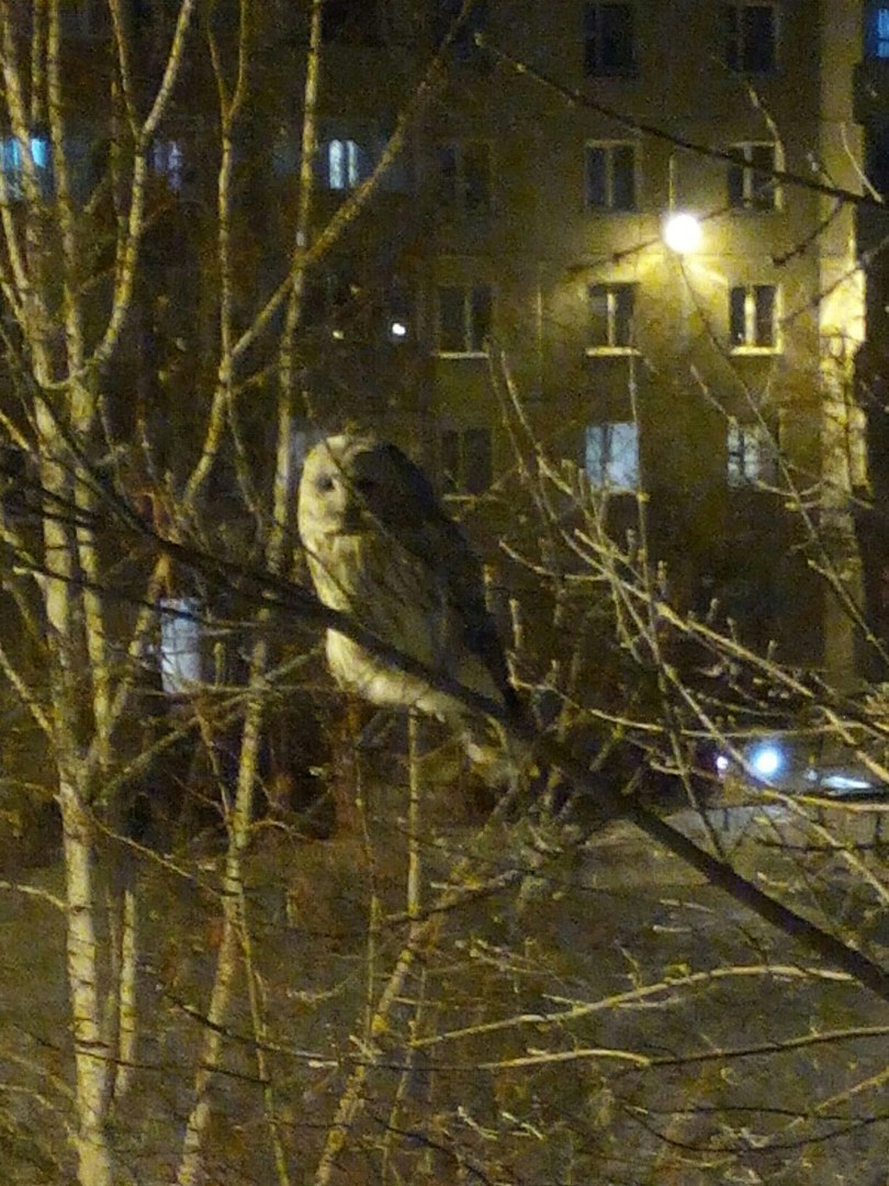 Предновогодний визит совушки - Сова, Новый Год, Чудо