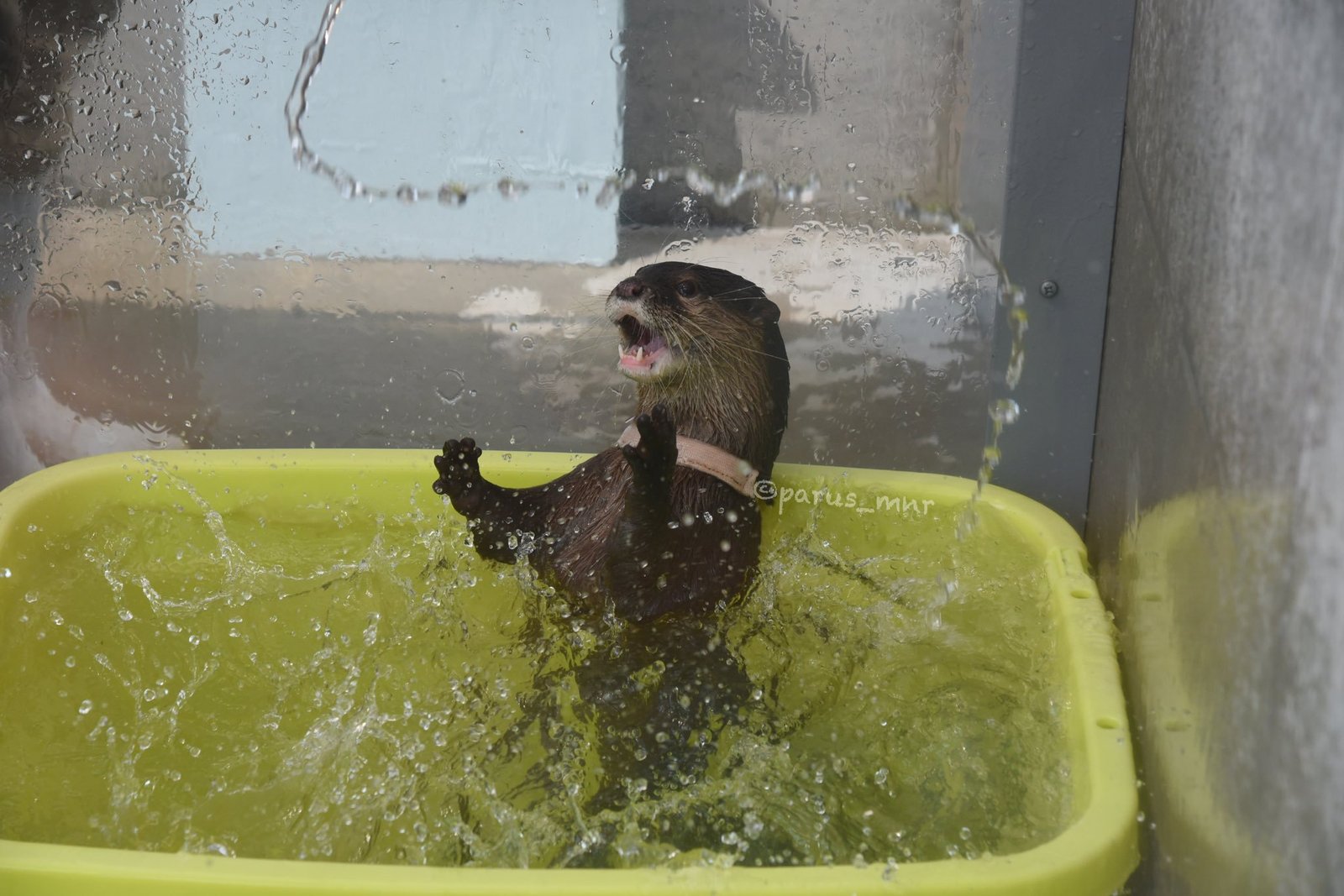 Water procedures - Otter, Otters, Milota, Animals, Longpost