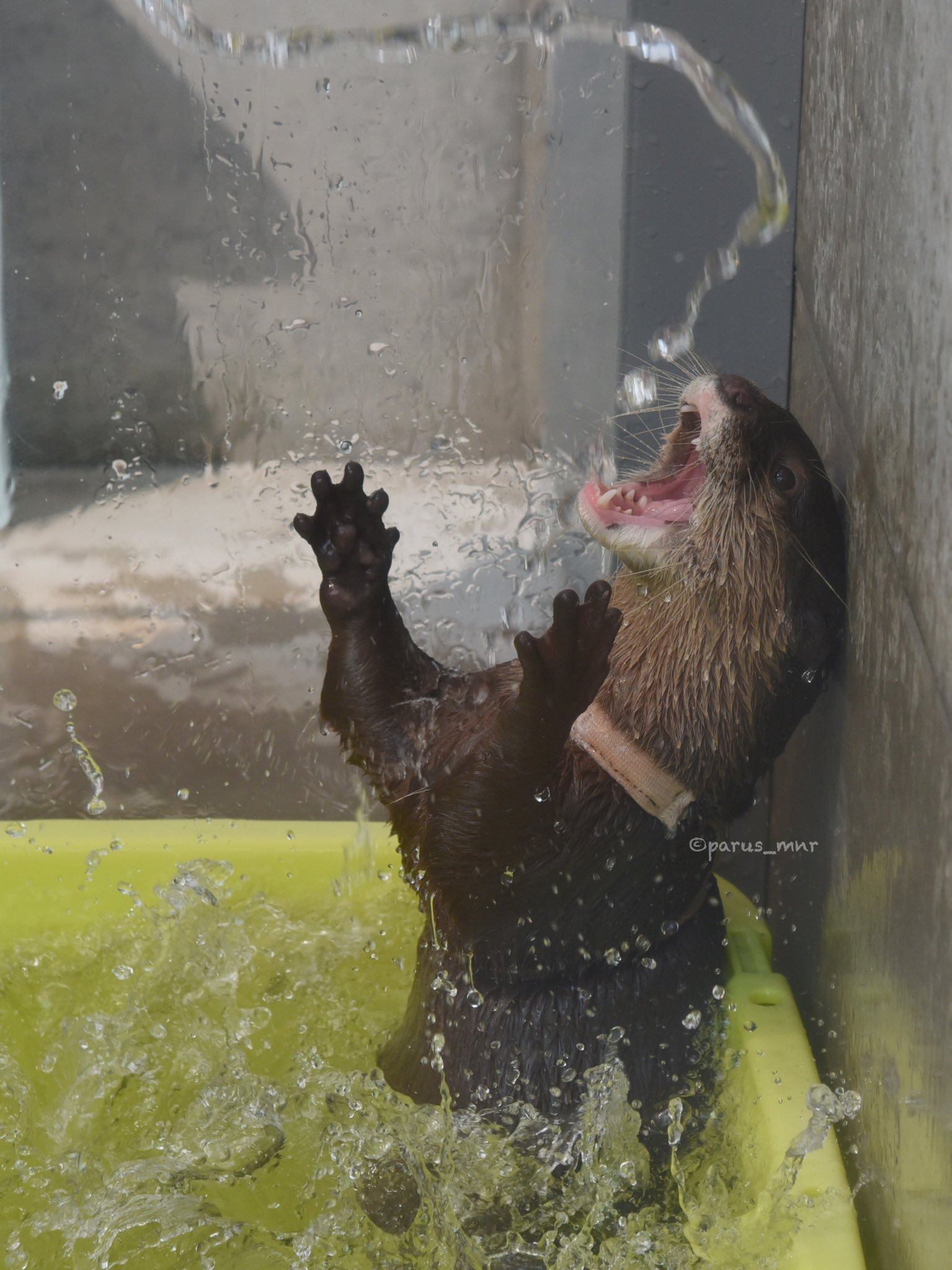 Water procedures - Otter, Otters, Milota, Animals, Longpost