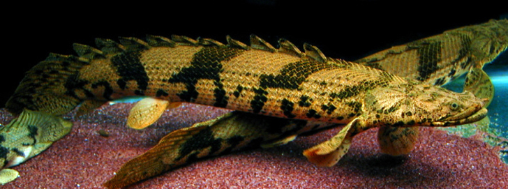 Aquarium dinosaurs. Polypterus - My, Polypterus, Aquarium fish, Aquarium, Scalariki, Video, Longpost