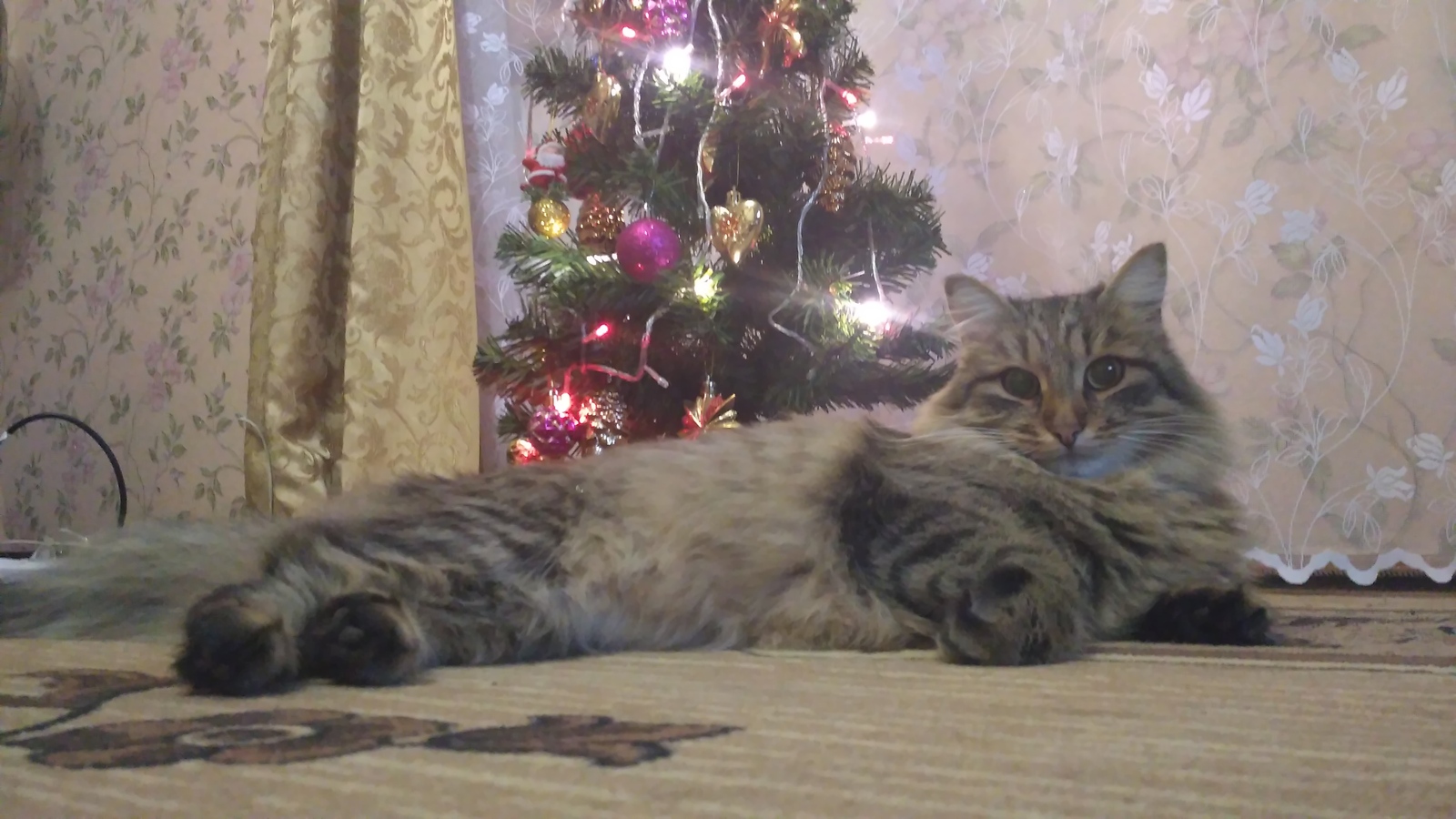 New Year's Kote - My, cat, Photo