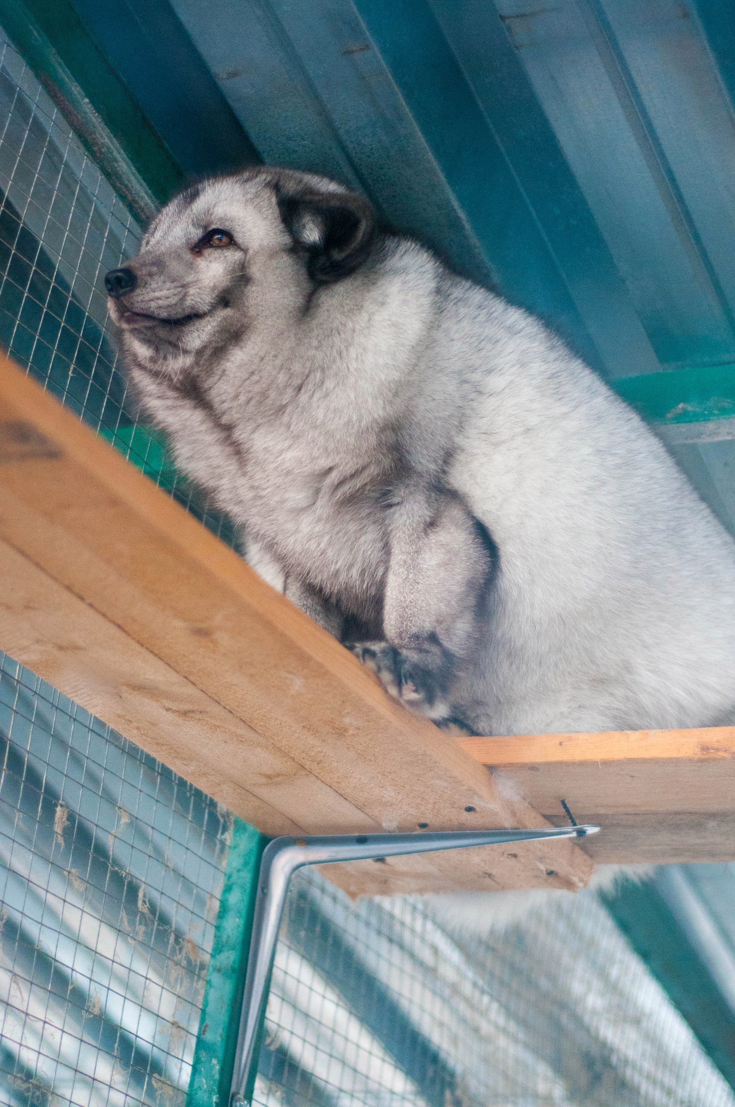 Arctic fox Jackie from the Veles Animal Rescue Center - , Arctic fox, Veles, Longpost